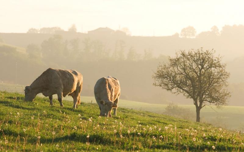 SUR LA ROUTE DES BASTIDES DE L'ASTARAC