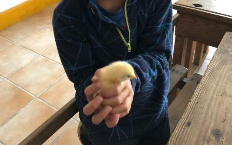 VIVE LES VACANCES À LA FERME - 450 €