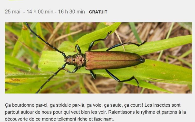 SORTIE NATURE : AU PAYS DES INSECTES