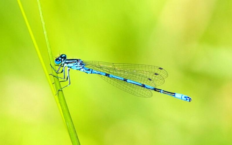 SORTIE NATURE : QUI ES-TU BELLE LIBELLULE?