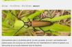 SORTIE NATURE : AU PAYS DES INSECTES